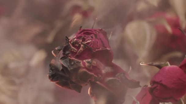 Langzame beweging. Close-up van een rode roos die verwoestend wordt verwoest door vuur — Stockvideo