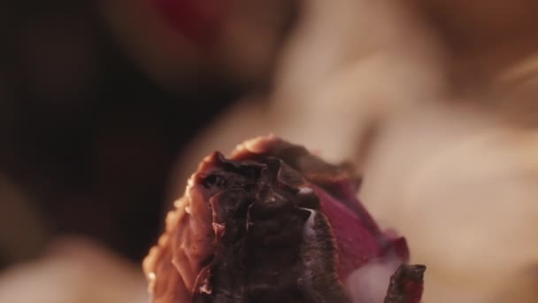 Groot frame van een rode roos bedekt met vlammen als symbool van vrouwelijke burn-out — Stockvideo