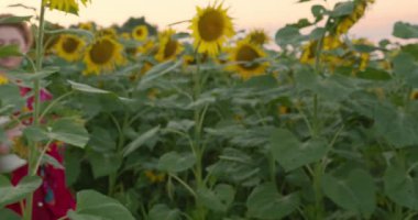 Omzunda atkısı olan kırmızı elbiseli genç bir kız akşam üstü bir tarlada yürüyor.