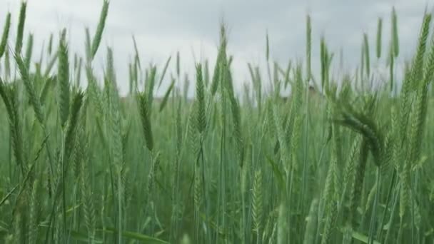 Trigo verde no campo. Trigo verde fechar. — Vídeo de Stock