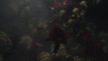 Ağır çekim. Solmuş çiçeklerin arka planında dumandaki kırmızı gül