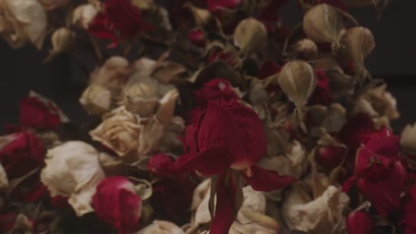Красива червона троянда в'яне на тлі тих же зів'ялих квітів, що символізують згасання жіночого життя — стокове відео