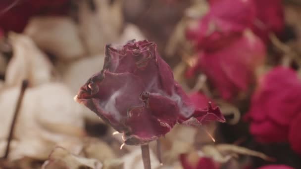 Smeulende rode roos in de rook als symbool van het uitsterven van een vrouwelijk leven — Stockvideo