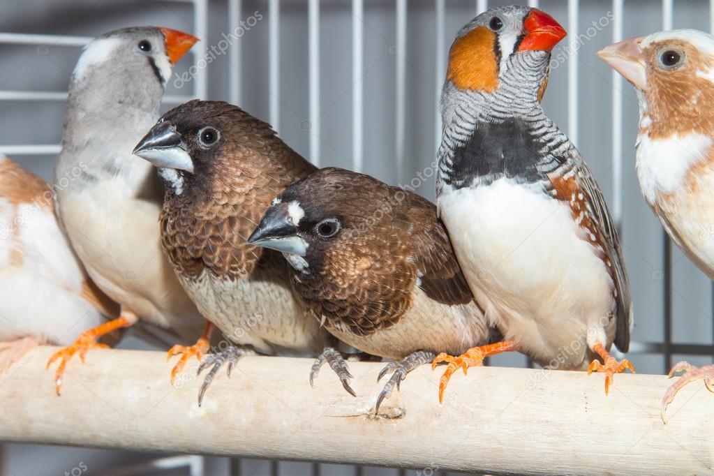 Sparrows and zebra finches — Stock Photo © zeffirka84_clashot #82494564