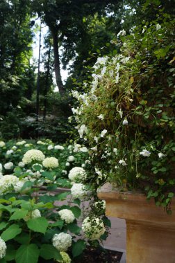 Çiçek görünümü