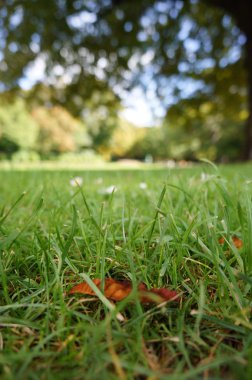 Önümüzdeki sonbahar