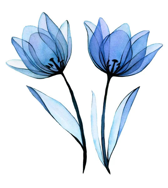 watercolor drawing. transparent blue flowers tulips. transparent tulip flowers isolated on white background, ink drawing. design for wedding, postcards, congratulations. flower clip art