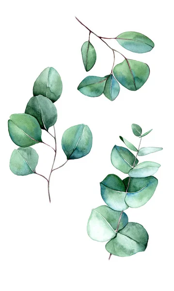 Aquarel Illustratie Set Verzameling Van Eucalyptus Bladeren Eucalyptus Takken Tekening — Stockfoto