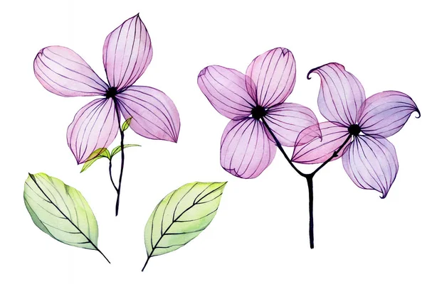 Akvarel Ilustrace Sada Průhledných Tropických Květin Růžovo Fialové Květy Izolované — Stock fotografie