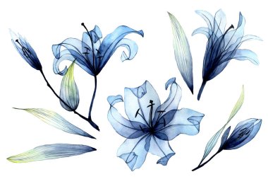 watercolor set with transparent flowers and leaves. transparent blue lilies in pastel colors. elements isolated on white background. design for wedding clipart