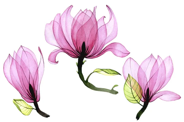 Aquarel Set Van Transparante Magnolia Bloemen Collectie Van Roze Magnolia — Stockfoto