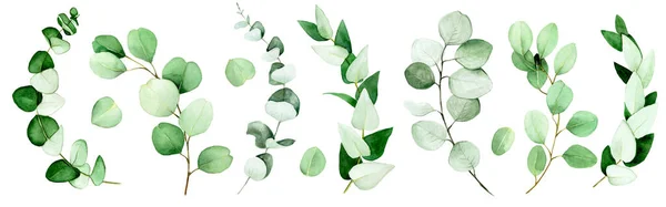 Velká Sada Listů Eukalyptu Větví Natřených Akvarelem Zelené Listy Eukalyptu — Stock fotografie