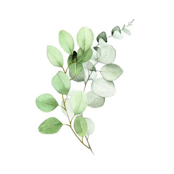 Rysunek Akwareli Bukiet Liści Eukaliptusa Układ Kwiat Eukaliptusa Liści Gałęzi — Zdjęcie stockowe
