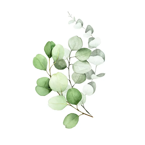 Watercolor Drawing Bouquet Eucalyptus Leaves Flower Arrangement Eucalyptus Leaves Branches — Stock fotografie