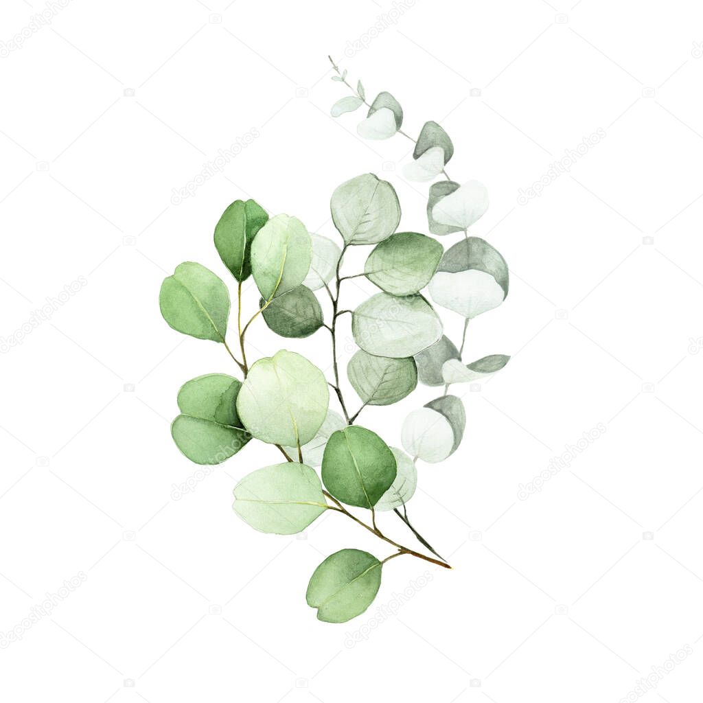 watercolor drawing, bouquet of eucalyptus leaves. flower arrangement of eucalyptus leaves and branches. decoration for wedding, invitations, congratulations. clipart isolated on white background