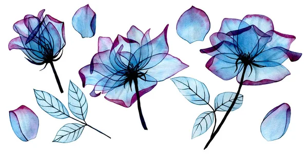 Aquarel Tekening Transparante Bloemen Bladeren Van Een Roos Van Blauwe — Stockfoto