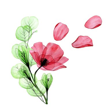 Suluboya çizim. Bir buket haşhaş çiçeği ve okaliptüs yaprağı. Beyaz arka planda kırmızı gelincik çiçekleri ve yeşil yapraklar var. Clipart, tebrik kartı için dekorasyon