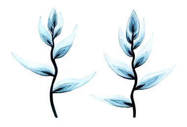 Şeffaf helikon çiçekleriyle sulu boya sergilenir. Mavi renkli şeffaf tropikal çiçekler üzerine izole edilmiş.