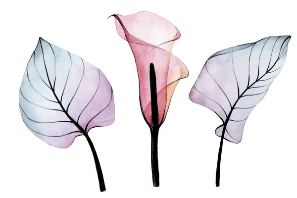 Акварель Набор Прозрачных Тропических Цветов Листьев Розовый Цветок Каллы Листья — стоковое фото