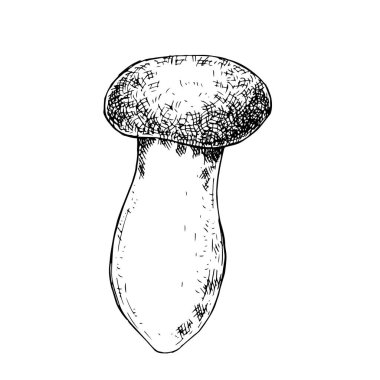 Vektör illüstrasyon, klasik tarzda grafik çizim. Orman mantarı. Beyaz arka planda izole edilmiş mantar kapaklı bir yolcu gemisi tarafından çiziliyor..