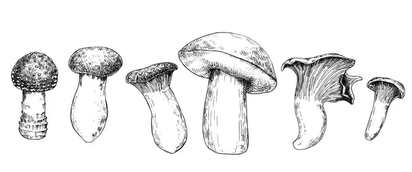 Vectorgrafische Illustratie Gezet Met Champignons Zwarte Inkt Tekening Van Paddestoelen — Stockvector