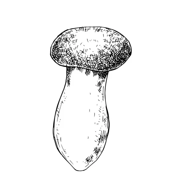 Illustration Vectorielle Dessin Graphique Dans Style Vintage Champignon Forestier Isolé — Image vectorielle