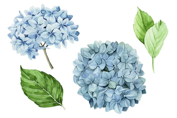 Aquareltekening Blauwe Hortensia Geïsoleerd Witte Achtergrond Clipart Blauwe Hortensia Bloemen — Stockfoto