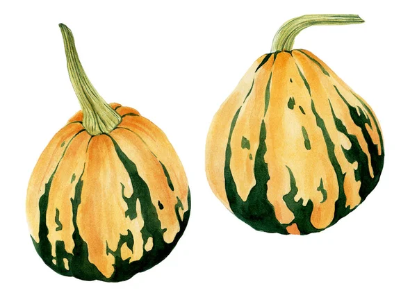 Akvarel Dýněmi Realistické Kreslení Podzimní Zeleniny Zelené Pomerančové Dýně Symbol — Stock fotografie