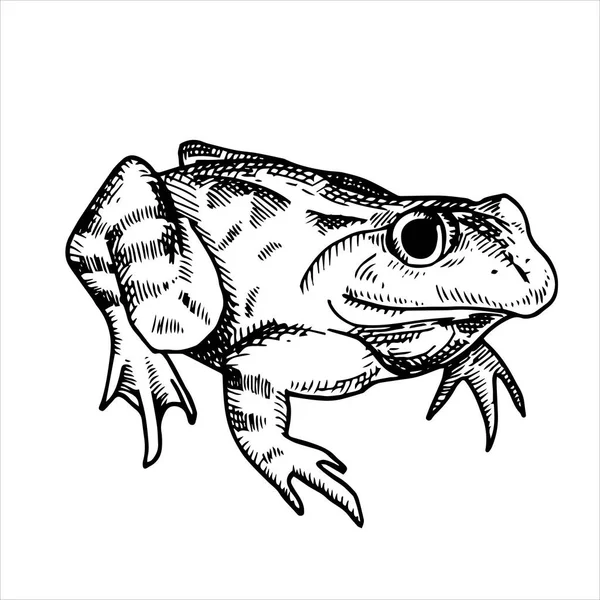 Vector Black White Drawing Vintage Style Frog Toad Frog Isolated — Stock Vector