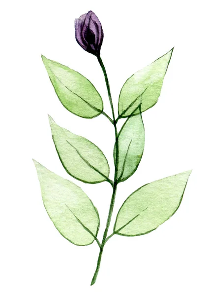 Акварельний Малюнок Прозора Квітка Дикої Троянди Ізольовані Білому Фоні Фіолетовий — стокове фото