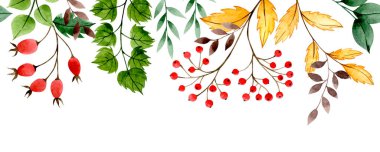 Kırmızıüzümlü suluboya sonbahar sınırı, kırmızı böğürtlen, gül kalçalı ve sarı yapraklı..