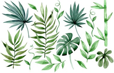 Bitki yaprakları ve bir bukalemun kertenkelesiyle kusursuz tropikal sınır. Yatay çerçeve