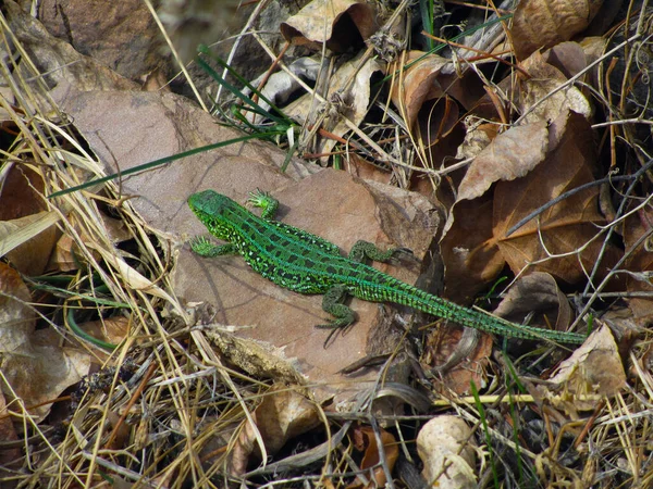 Small Green Lizard Stone Dry Grass Stolby National Park Krasnoyarsk — Stock Photo, Image