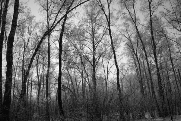 Fundo Natureza Preto Branco Paisagem Inverno Silhuetas Árvores Contra Céu — Fotografia de Stock