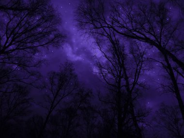   Gece ormanı sahnesi. Yıldızlı gökyüzünün arka planına karşı ağaç siluetleri. Dış uzay, güzel, mistik, ay ışığı, büyülü, korkutucu, Cadılar Bayramı.                             