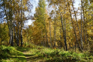 Golden autumn in the woods. Path in the forest. Yellow foliage on the trees. Autumn birch grove landscape background.