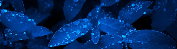 Toned Blue Leaves Background Copy Space Design Raindrops Leaves Close — Stock Photo, Image