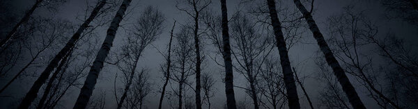 Dark mystical forest. Fog. Night. Silhouettes of bare trunks of tall trees. Black horror background for design. Web banner. Website header.