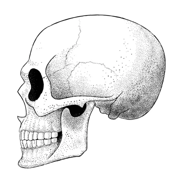 Ilustración Vectorial Cráneo Humano Perfil Calavera Punteada Ilustración Para Tatuaje — Archivo Imágenes Vectoriales