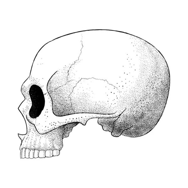 Чорно Біла Векторні Ілюстрації Людського Черепа Нижньої Щелепи Ізольовані Білому — стоковий вектор