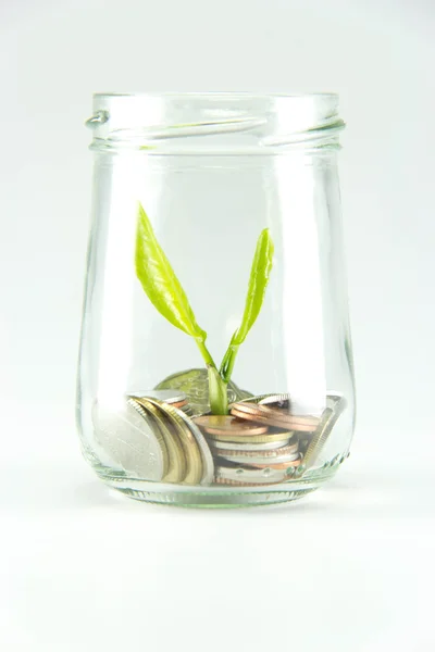 Sikke para ile büyüyen bitki