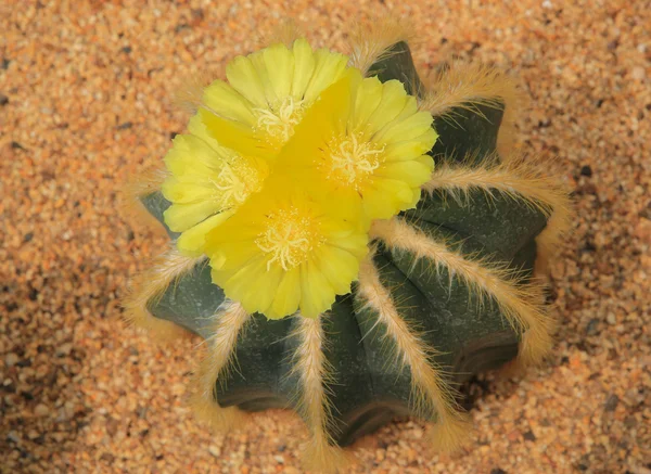 Cactus dans le parc du désert . — Photo