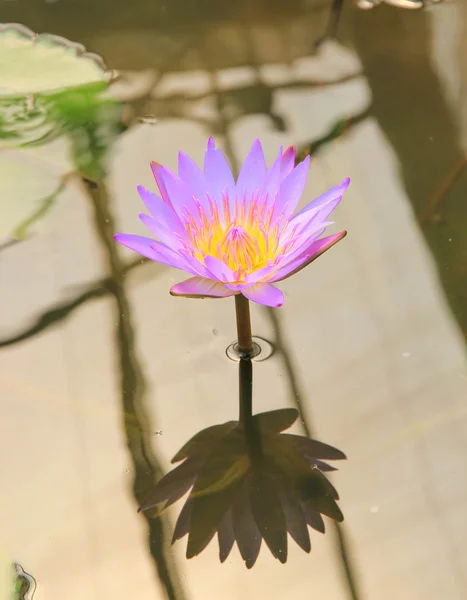 Water lily in the sun. — Stock Photo, Image