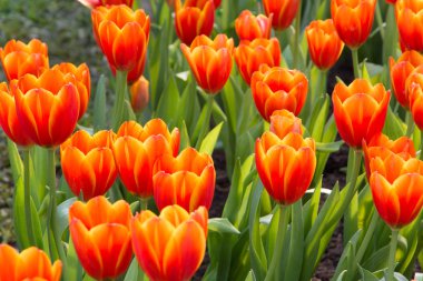 Renkli Lale ve royal park rajapruek diğer çiçekler.