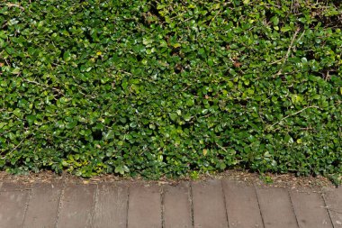 yeşil duvar ve arka plan için eski ahşap yerde bırakır.