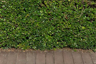 yeşil duvar ve arka plan için eski ahşap yerde bırakır.