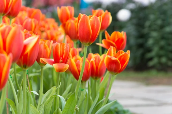 Colorful tulips and other flowers in royal park rajapruek. — Stock Photo, Image