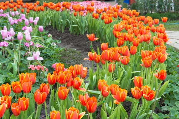 Colorful tulips and other flowers in royal park rajapruek. — Stock Photo, Image