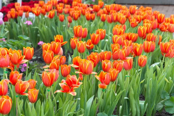 Colorful tulips and other flowers in royal park rajapruek. — Stock Photo, Image