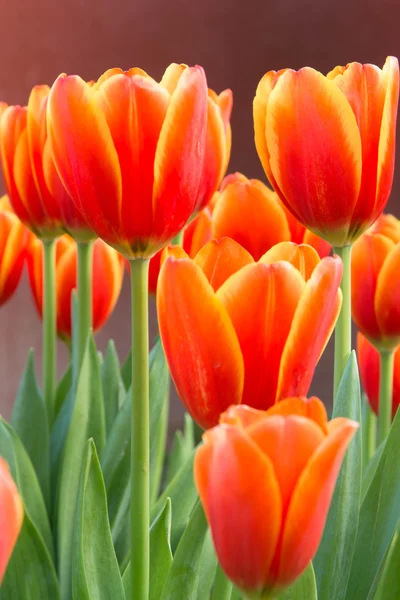 Colorful tulips and other flowers in royal park rajapruek. — Stock Photo, Image